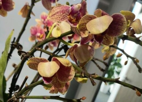 夏季蝴蝶兰如何喷洒杀虫药