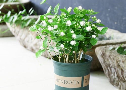 茉莉花如何养护开花不断一茬又一茬