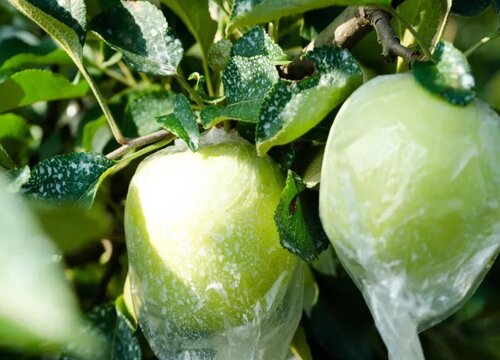 苹果新品种有哪些