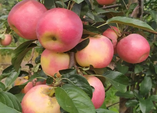 苹果新品种有哪些