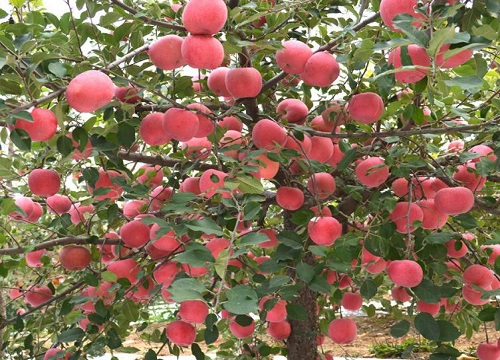 苹果新品种有哪些