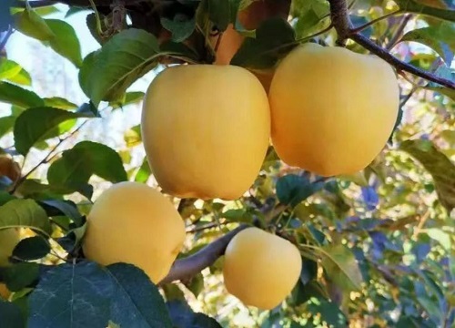 苹果新品种有哪些