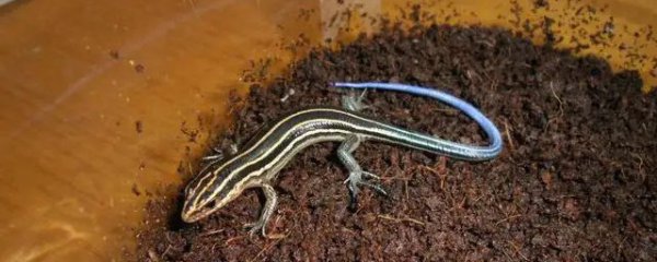 蓝尾石龙子怎么养