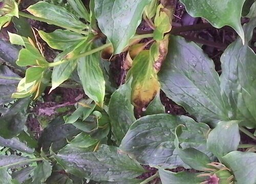 重楼病虫害防治技术与方法措施