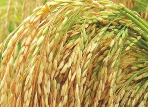 水稻什么时候收割