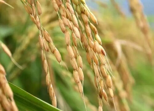 水稻什么时候收割