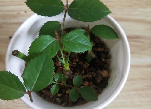 蛭石可以做花土吗