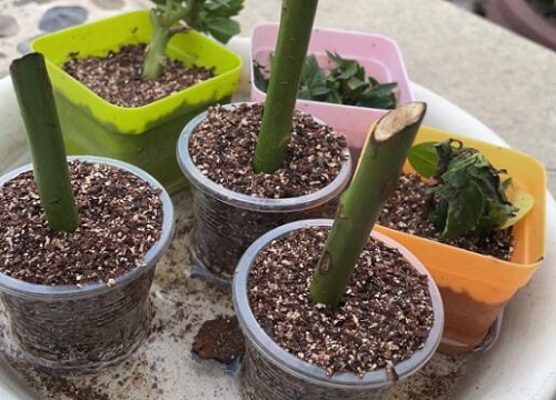 蛭石可以做花土吗