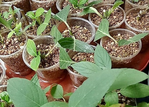 蛭石可以做花土吗