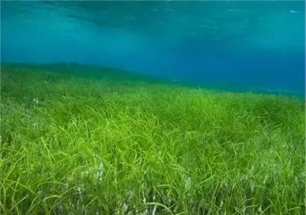 海藻籽面膜千万别买