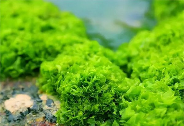 海藻籽面膜千万别买