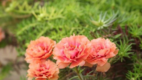 老根太阳花能扦插吗