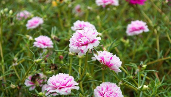 老根太阳花能扦插吗