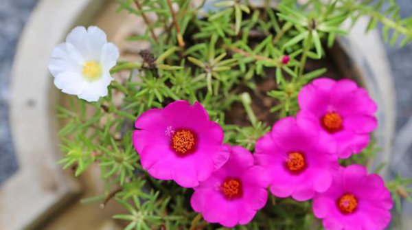 老根太阳花能扦插吗