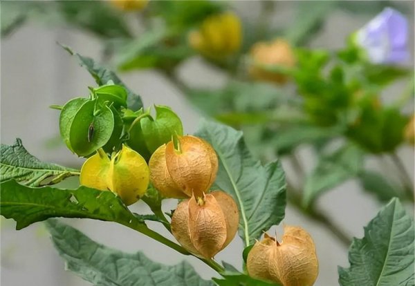 海藻籽面膜千万别买