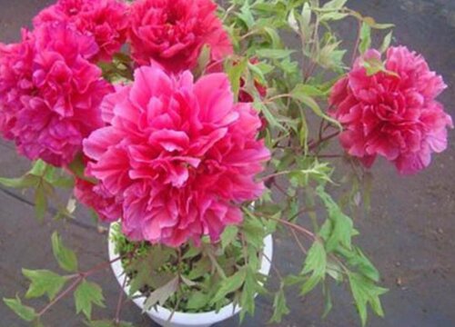 牡丹花长什么样子