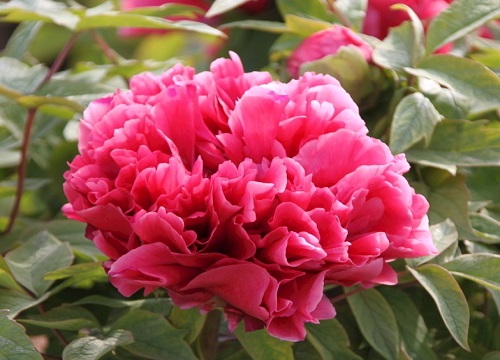 牡丹花长什么样子