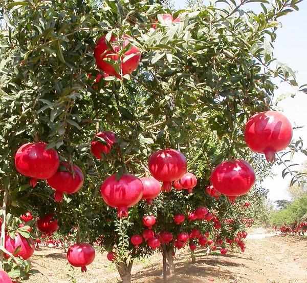 突尼斯软籽石榴产地是哪里
