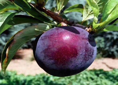 黑布林含糖量高吗