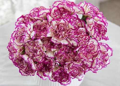 代表尊敬的花是什么