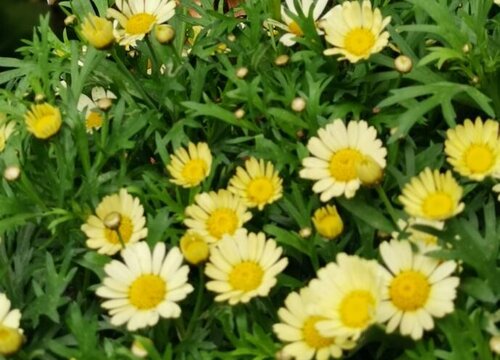 代表尊敬的花是什么