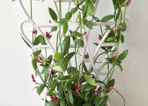 吊兰喜阳还是喜阴