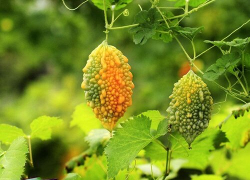 癞瓜的种植方法和时间