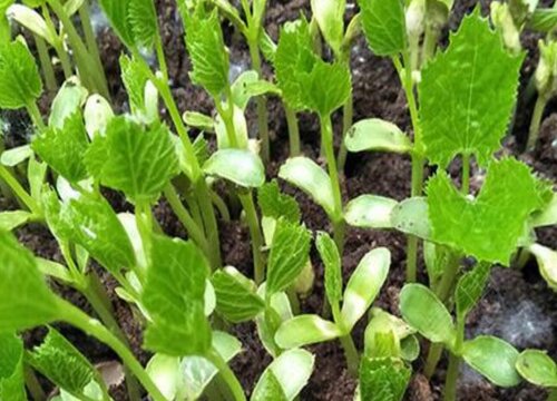 癞瓜的种植方法和时间