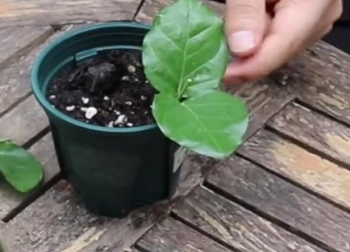 茉莉花什么时候扦插最好