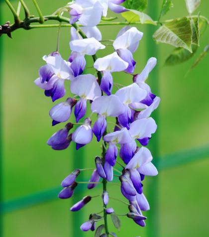 盆栽紫藤不开花的原因