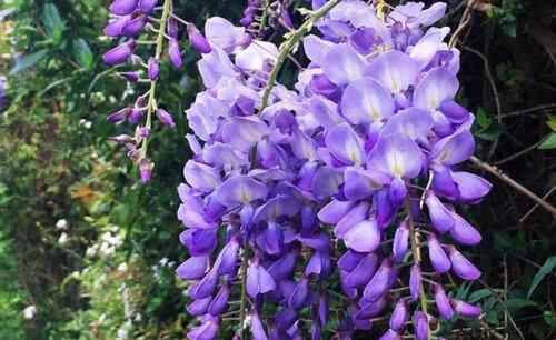 盆栽紫藤不开花的原因