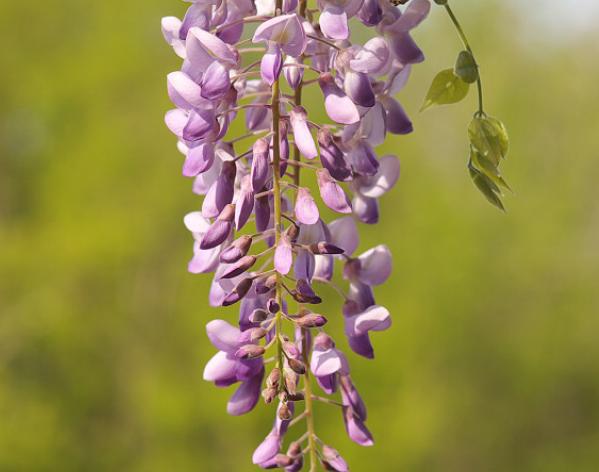 盆栽紫藤不开花的原因
