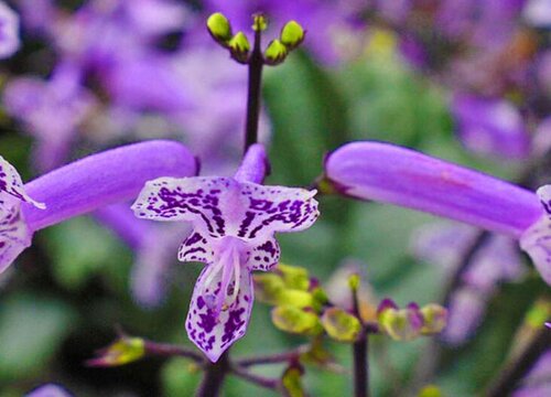 薰衣草叶子干枯怎么办