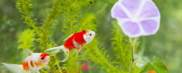 家庭草鱼缸怎么换水