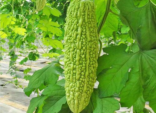 苦瓜一年四季都有吗 什么季节有卖