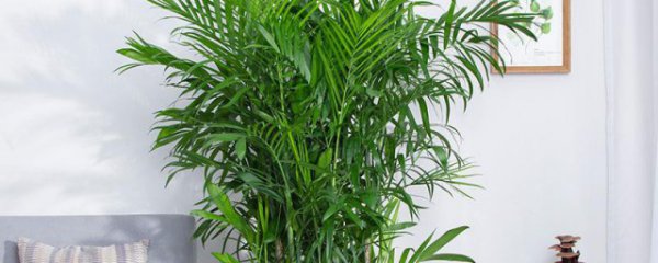 夏威夷盆栽养殖方法