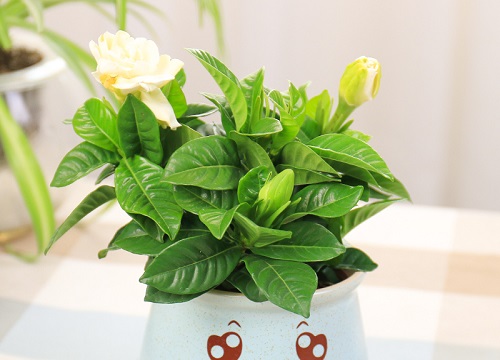 栀子花怎么养才能长得快又茂盛