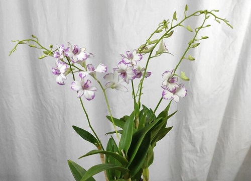 石斛怎么养护年年开花不断