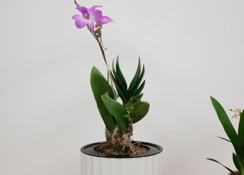 石斛怎么养护年年开花不断