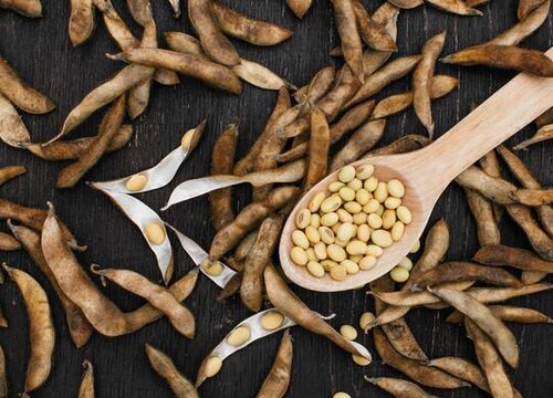 黄豆肥怎么养君子兰狂长到爆盆