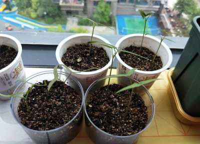 蚯蚓粪怎么养花用 蚯蚓粪养护植物的好处