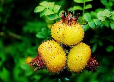 刺梨的功效与作用 刺梨的功效与作用及食用方法