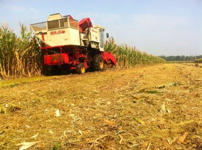 玉米秸秆还田的利弊与解决措施 玉米秸秆还田有哪些危害