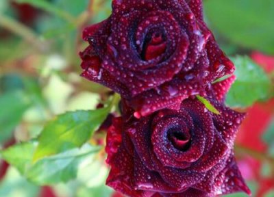 黑伍德月季是藤本还是灌木 黑伍德月季属于藤本还是灌木