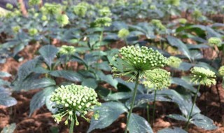 三七适合什么地方种植 三七适合种植在什么地方