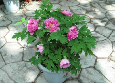 芍药种植效益 芍药如何养殖提升观赏价值