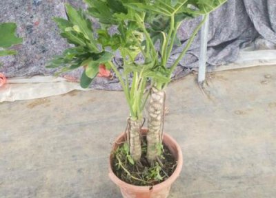 龙鳞春羽的养殖方法 龙鳞春羽的养殖方法和注意事项