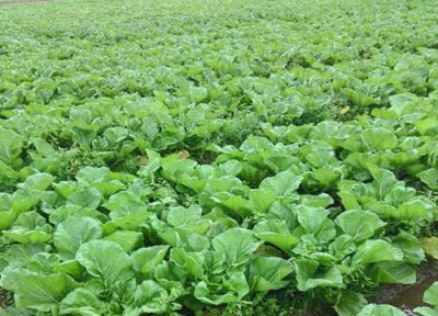 梅菜是不是芥菜雪里红 雪里红与梅菜是一种菜吗