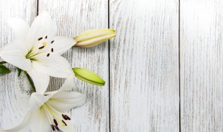 百合花几月份种植 百合花什么时候种植