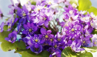 冬天室内养什么花瓶好 冬天室内养什么花比较好